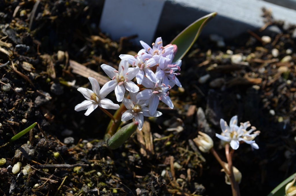 Scilla bifolia 'Rosea' - La Pépinière d'Agnens