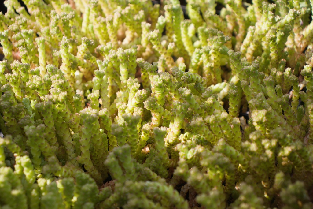 Sedum acre - La Pépinière d'Agnens
