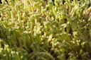 Sedum acre - La Pépinière d'Agnens