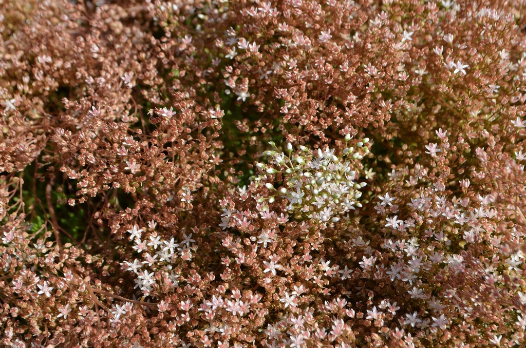 Sedum album 'Murale' - La Pépinière d'Agnens
