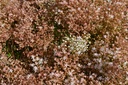 Sedum album 'Murale' - La Pépinière d'Agnens