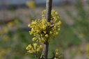 Cornus mas 'Jolico' - La Pépinière d'Agnens