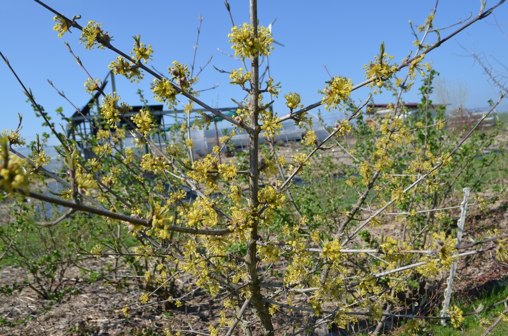 Cornus mas 'Jolico' - La Pépinière d'Agnens