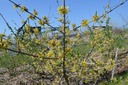 Cornus mas 'Jolico' - La Pépinière d'Agnens