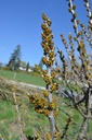 Hippophae rhamnoides 'Sandora' (Autofertile) - La Pépinière d'Agnens
