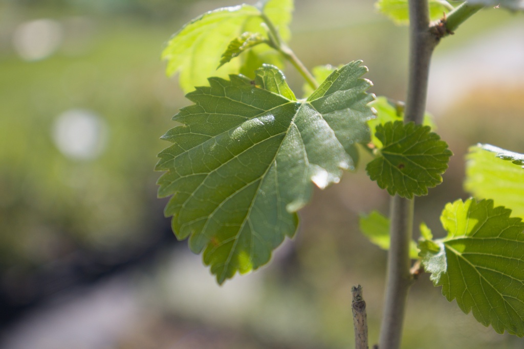 Morus alba - La Pépinière d'Agnens