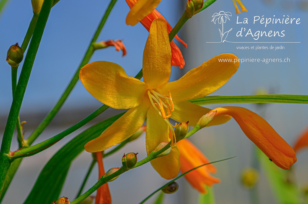 Crocosmia hybride 'George Davidson'- La pépinière d'Agnens