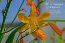 Crocosmia hybride 'George Davidson'- La pépinière d'Agnens