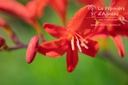 Crocosmia hybride 'Lucifer'- La pépinière d'Agnens