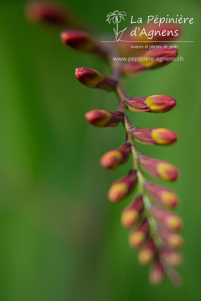 Crocosmia hybride 'Lucifer'- La pépinière d'Agnens