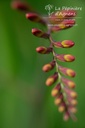 Crocosmia hybride 'Lucifer'- La pépinière d'Agnens