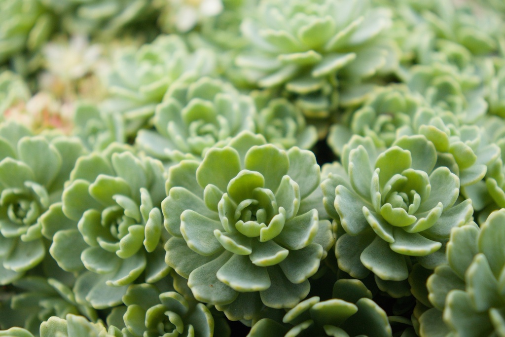 Sedum pachyclados - La Pépinière d'Agnens