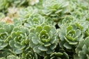Sedum pachyclados - La Pépinière d'Agnens