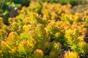 Sedum reflexum 'Angelina' - La Pépinière d'Agnens