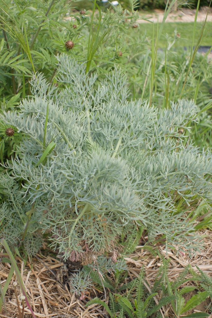 Seseli gummiferum - La Pépinière d'Agnens