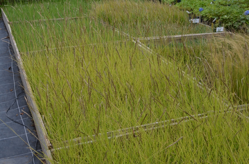 Sesleria autumnalis - La Pépinière d'Agnens