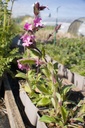 Silene dioica - La Pépinière d'Agnens