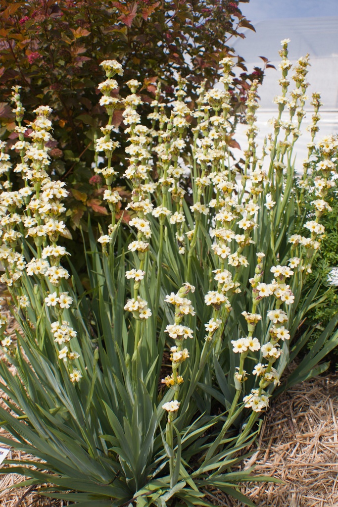Sisyrinchium striatum - La Pépinière d'Agnens