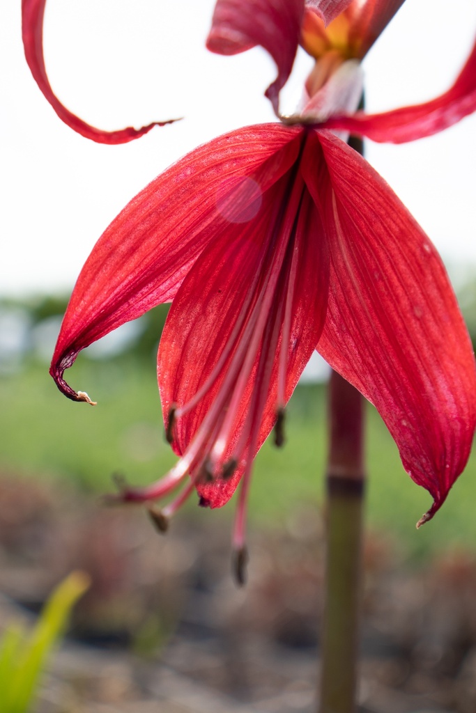 Sprekelia formosissima - La Pépinière d'Agnens