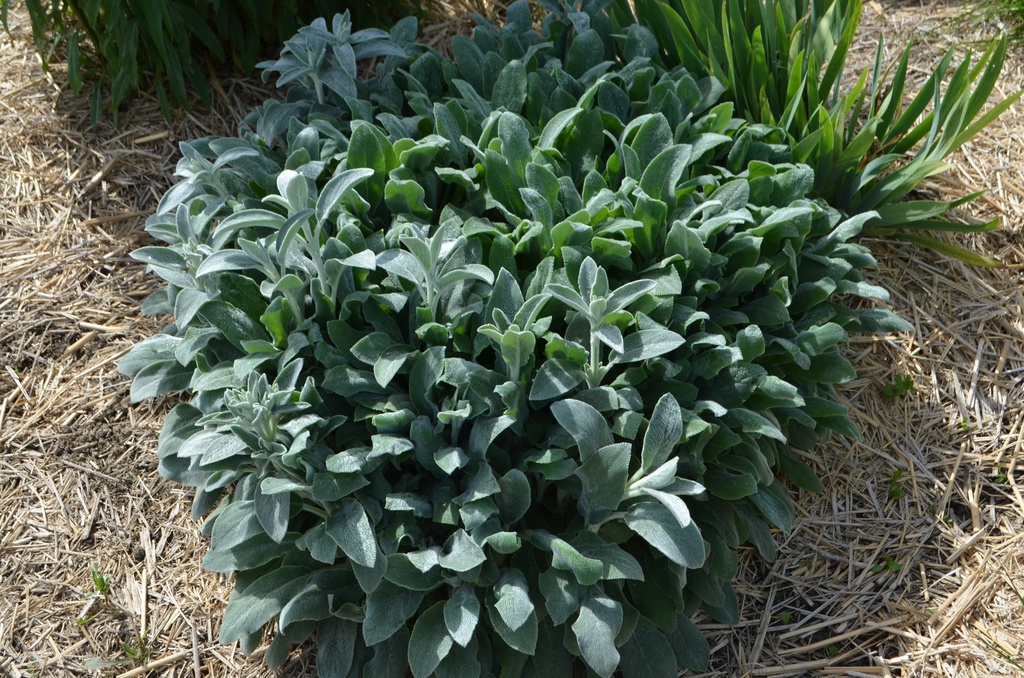 Stachys byzantina 'Silver Carpet' - La Pépinière d'Agnens