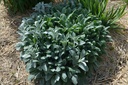 Stachys byzantina 'Silver Carpet' - La Pépinière d'Agnens
