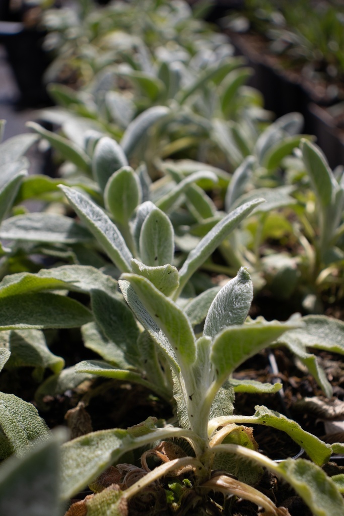 Stachys byzantina 'Silver Carpet' - La Pépinière d'Agnens