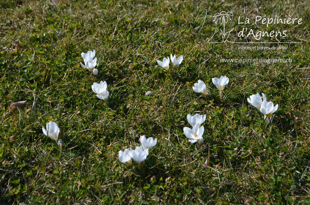 Crocus botanique 'Ard Schenk'- La pépinière d'Agnens