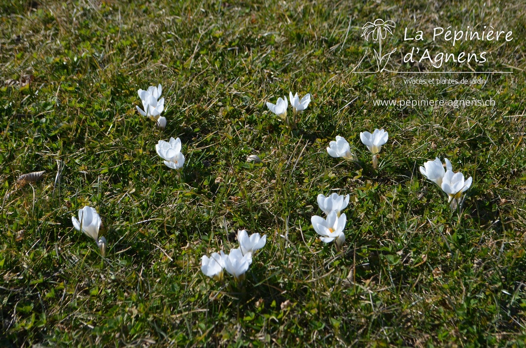 Crocus botanique 'Ard Schenk'- La pépinière d'Agnens