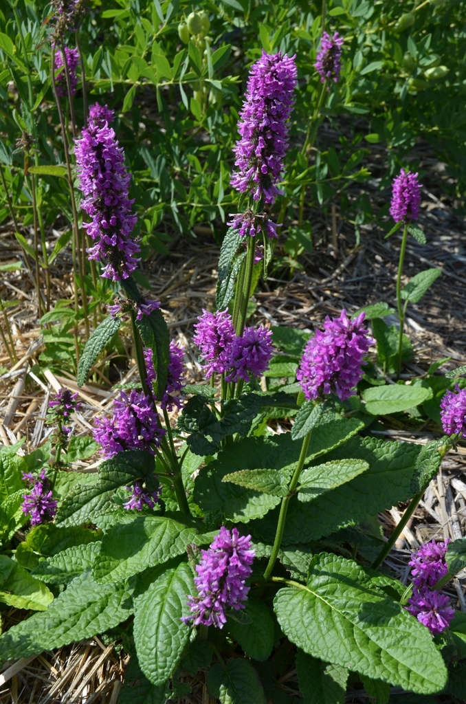 Stachys monnieri 'Hummelo' - La Pépinière d'Agnens