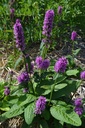 Stachys monnieri 'Hummelo' - La Pépinière d'Agnens