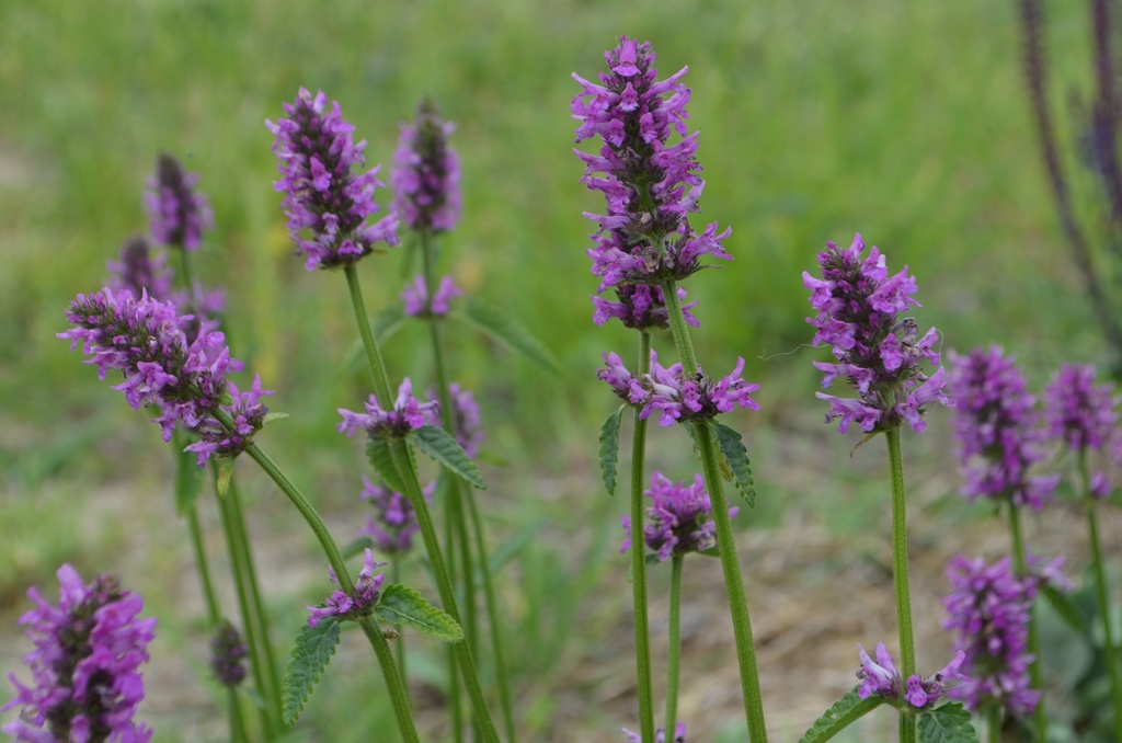 Stachys monnieri 'Hummelo' - La Pépinière d'Agnens