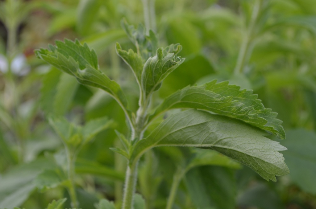 Stevia rebaudiana - La Pépinière d'Agnens