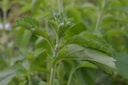 Stevia rebaudiana - La Pépinière d'Agnens