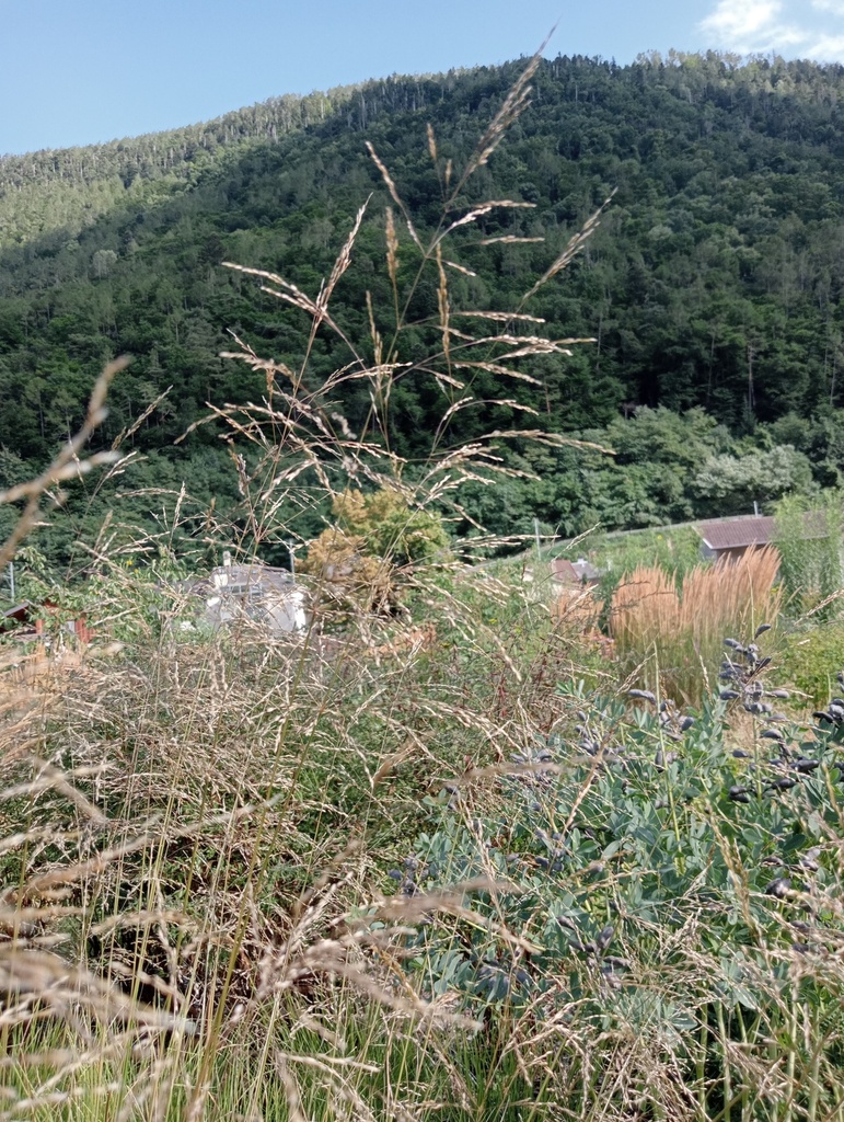 Stipa gigantea - La Pépinière d'Agnens