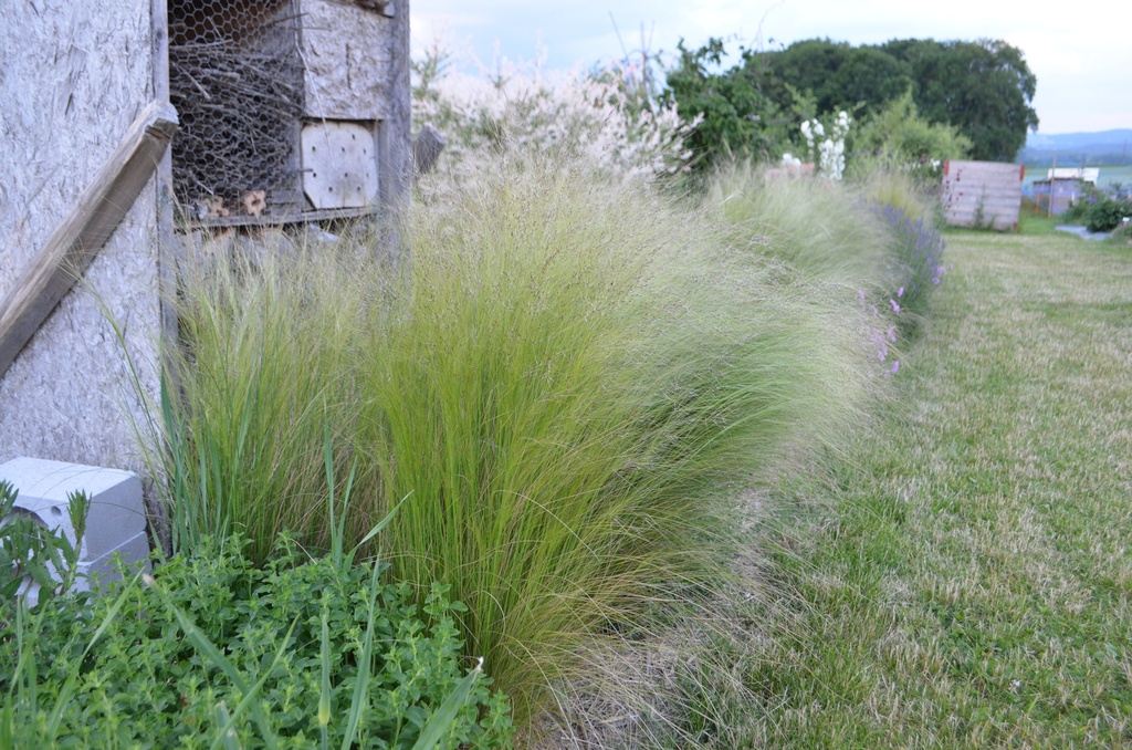 Stipa tenuissima - La Pépinière d'Agnens