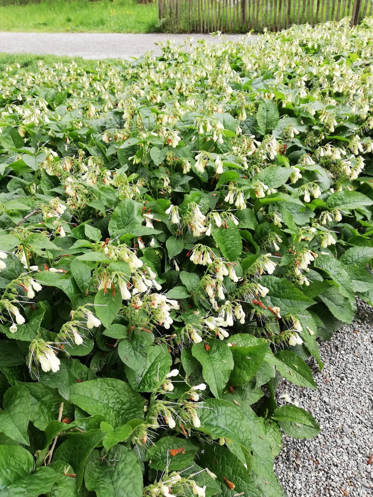 Symphytum grandiflorum - La Pépinière d'Agnens