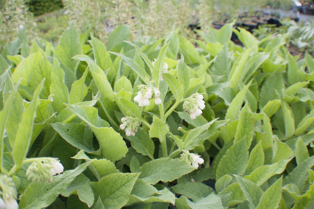 Symphytum officinale - La Pépinière d'Agnens