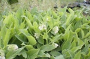 Symphytum officinale - La Pépinière d'Agnens