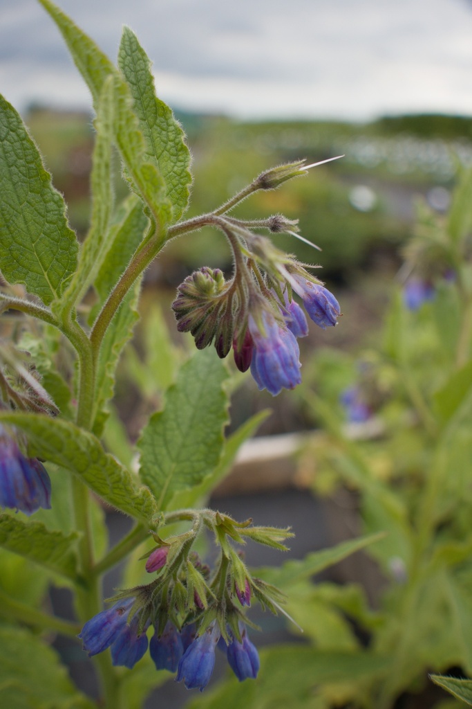 Symphytum officinale 'Bocking 14' - La Pépinière d'Agnens