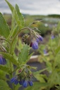 Symphytum officinale 'Bocking 14' - La Pépinière d'Agnens