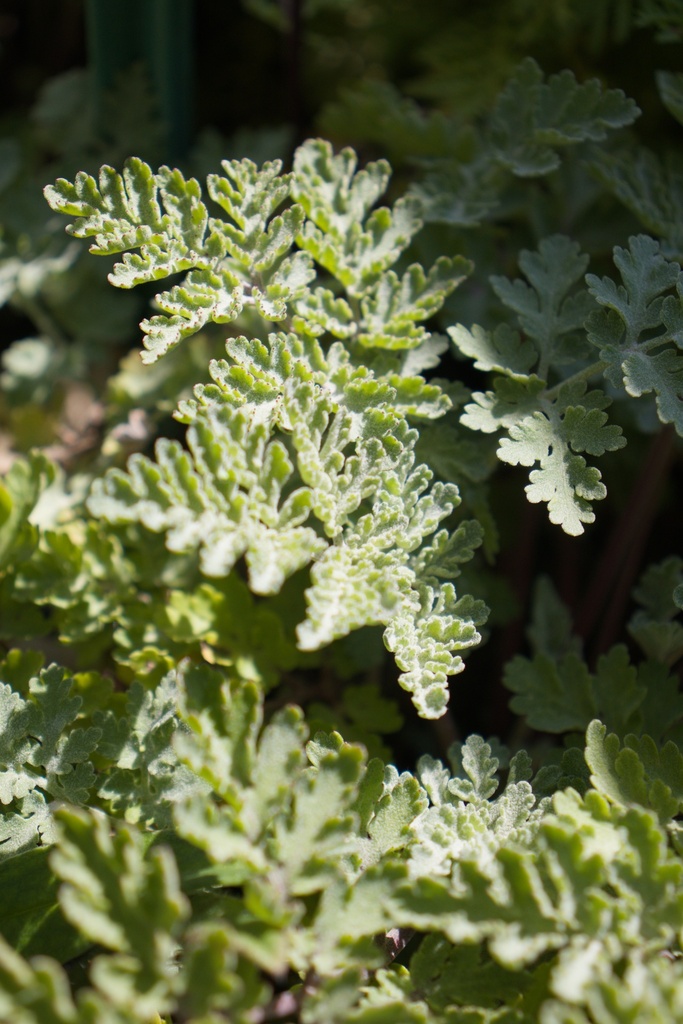Tanacetum parthenium - La Pépinière d'Agnens