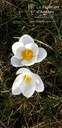 Crocus botanique 'Ard Schenk'- La pépinière d'Agnens