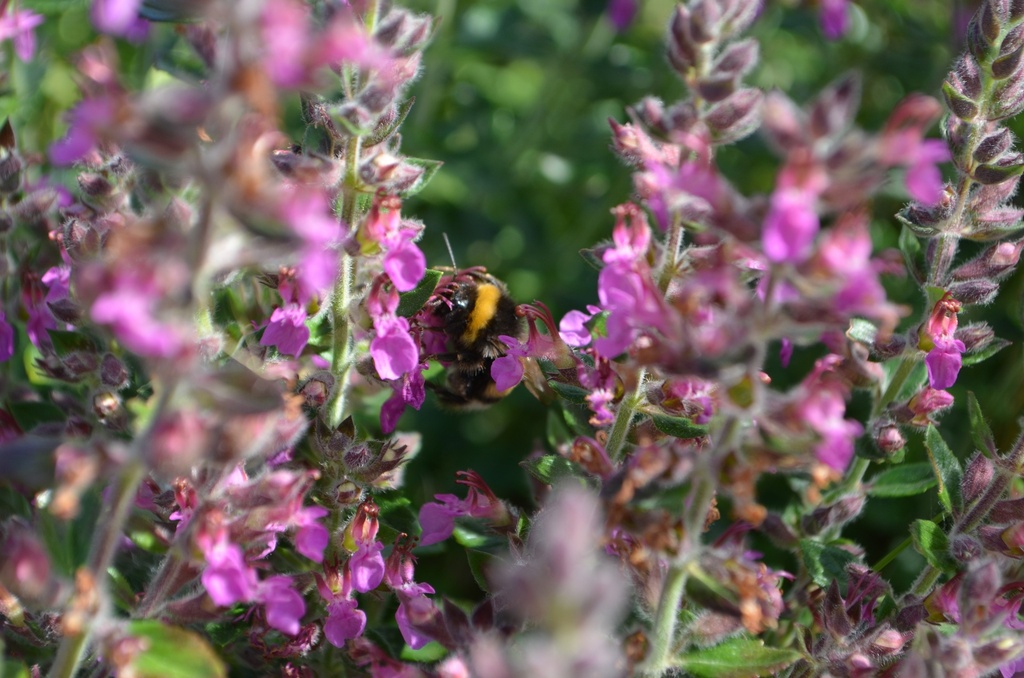 Teucrium lucidrys (x) - La Pépinière d'Agnens