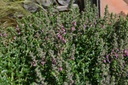 Teucrium lucidrys (x) - La Pépinière d'Agnens