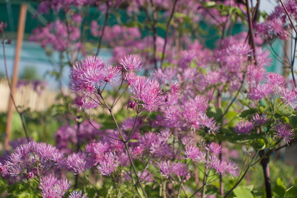 Thalictrum Cultivars 'Black Stockings' - La Pépinière d'Agnens