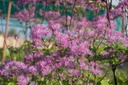 Thalictrum Cultivars 'Black Stockings' - La Pépinière d'Agnens