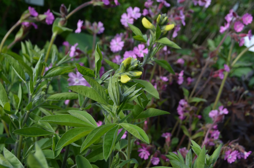 Thermopsis chinensis - La Pépinière d'Agnens