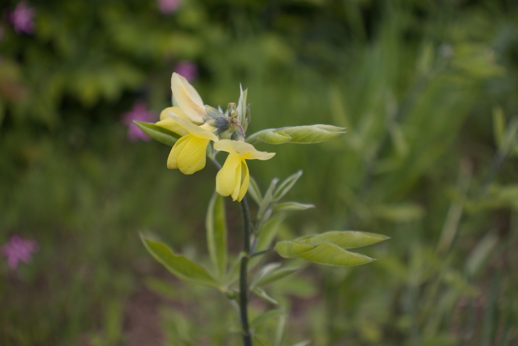 Thermopsis chinensis - La Pépinière d'Agnens