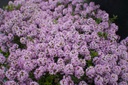 Thymus longicaulis 'Odoratus' - La Pépinière d'Agnens