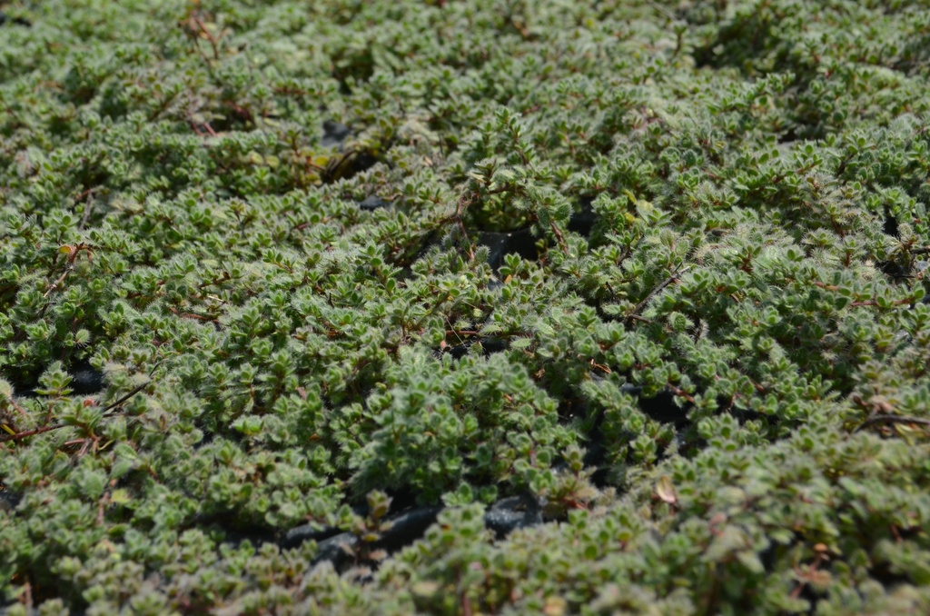 Thymus praecox  var. pseudolanuginosus - La Pépinière d'Agnens